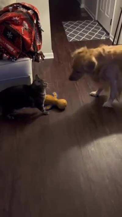 Sleep police. 😼✋ 🐶💤