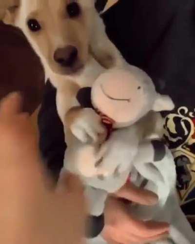 Sem super idol ou rick roll, apenas um doguinho que vai mimir