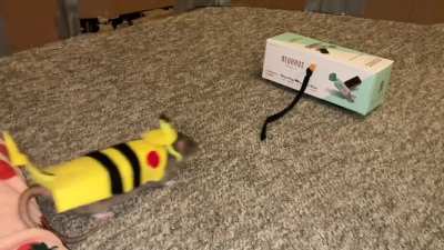 My sweet pet rat Coffee practicing some drawer fetch while dressed as Pikachu!