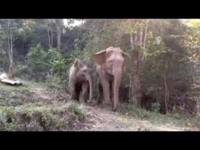 Baby Elephant reunited with mother after 3 years apart.
