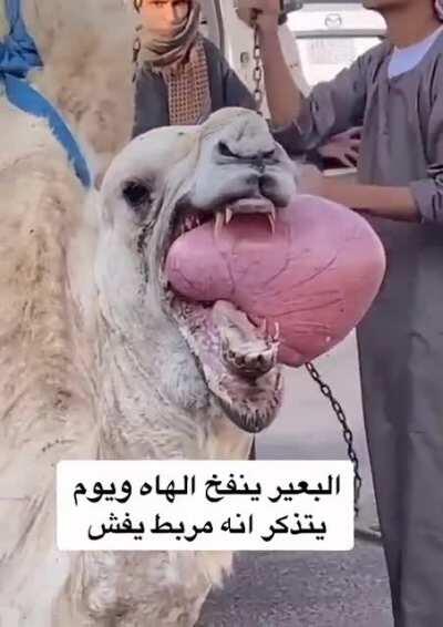 They bring stomach out to cool down