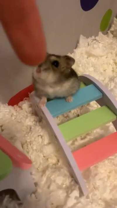 I taught my Ham how to shake paw a few months ago and he still does it 😭🥰 (I don’t normally make him reach so far, I’m just bad at camera work 🥲)