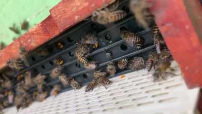 Apis cerena Indica from south of India.
