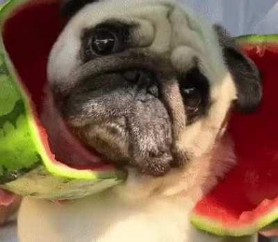 Watermelon surprise