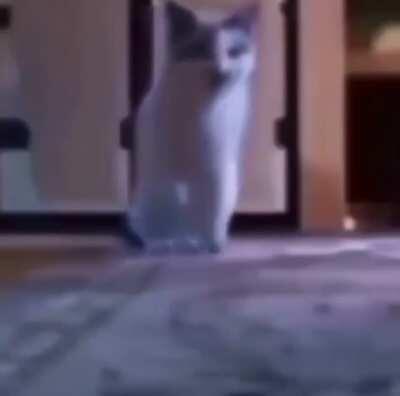 ikinci bi kediden zarat gelmez