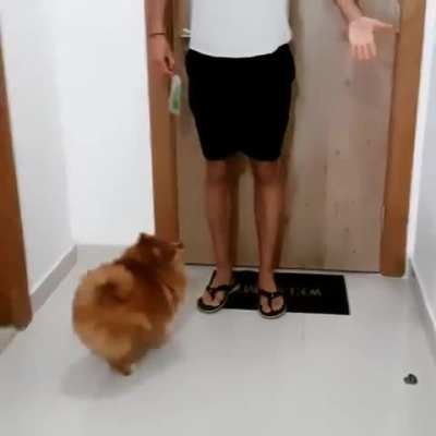 Such confused Much wow!