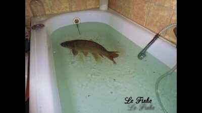 𝓁𝑒 𝒻𝒾𝓈𝒽𝑒