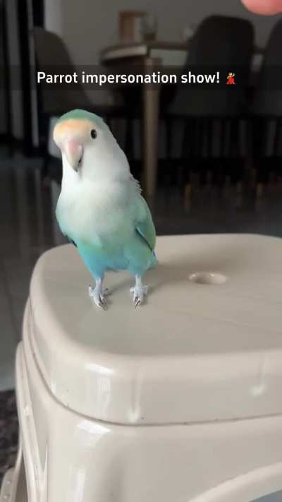 show de talentos dos priquitos