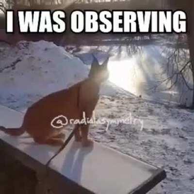 I can see ruler of everything as a meme song