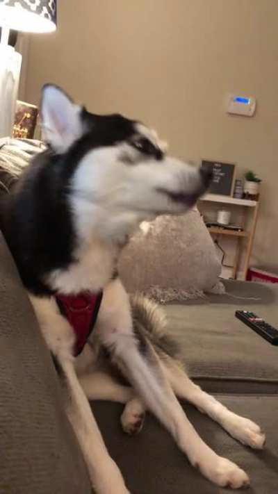 She’s actually a Pomsky, but I think she fits right in!