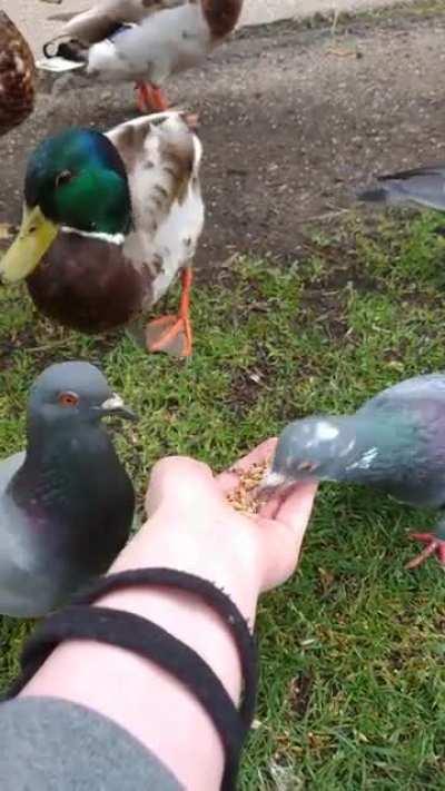 Feeding the pigeons and their greedy green friend