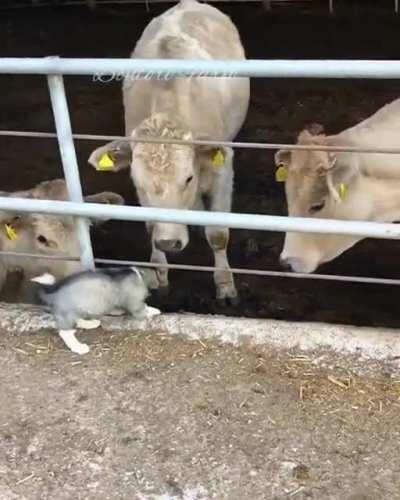 Puppy boops all the cows
