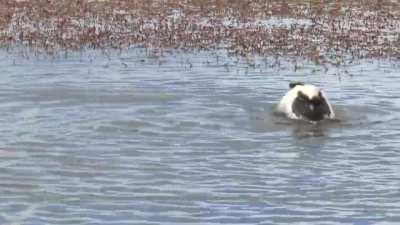 🔥 Hooded Grebe Courtship Dance