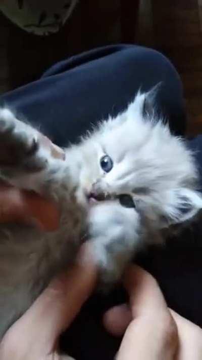 This is Luna. Luna is so cute and doesn't quite know what she's doing but Luna likes it