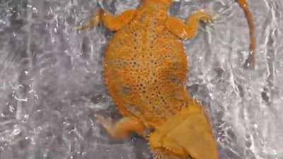 That magic moment when your beardie decides she likes bath time...
