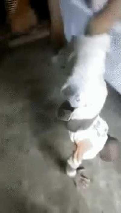 Carelessly jumping around food