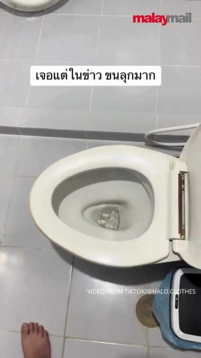Family in Thailand closes toilet lid in a hurry as a snake unexpectedly slithers out from the bowl.
