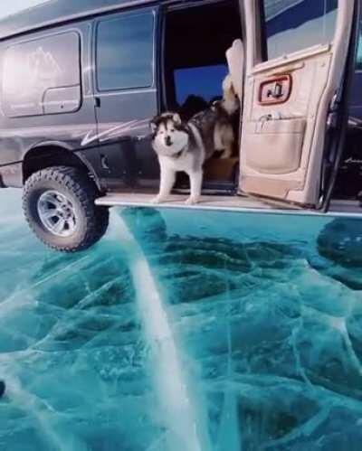 Dog scared of ice in Lake Baikal