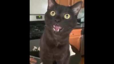 Led Zeppelin - Cat Song