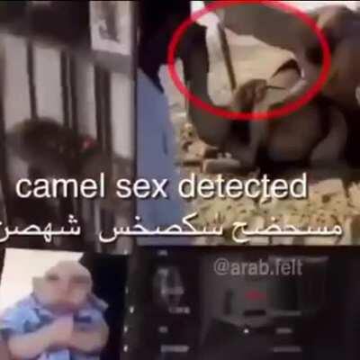 drumf impeached 🍑 هسحص شويحس camel sex detected [GONE WRONG 😳]