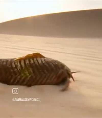 🔥 Armored catfish crosses a desert