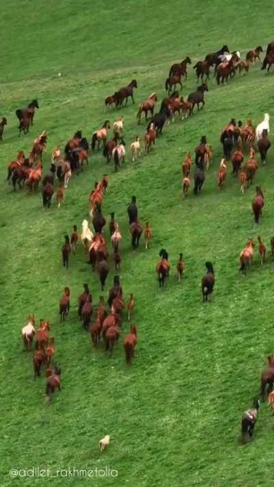 A Kazakh nomad and his horses