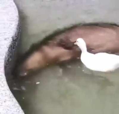 a brutal attack on capybara dayð