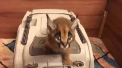 Caracal Asking for Food