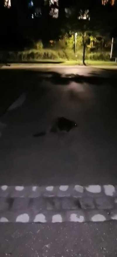 Kurz vor der Ausganssperre macht sich auch Herr Biber auf den Weg nach Hause