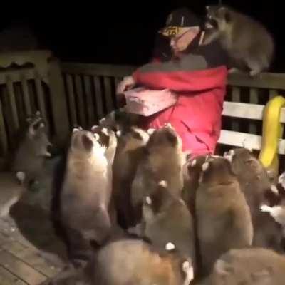 Randy Is Russian, Racoons From Jersey