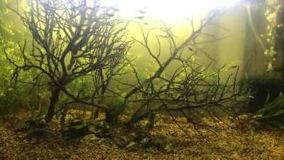 What do your guys think