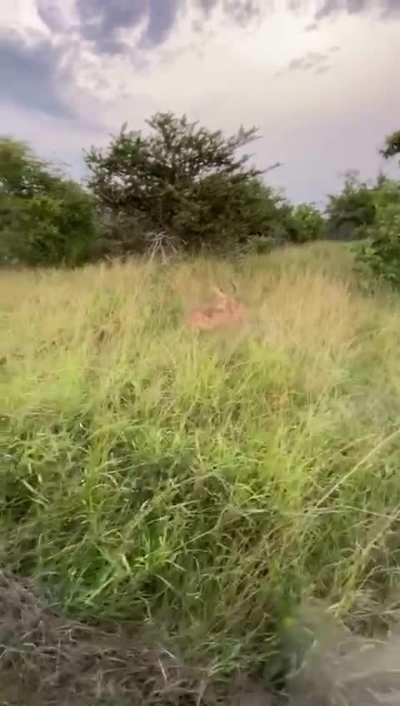 Lion vs Impala (x-post from r/natureismetal)