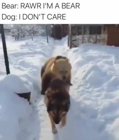 Just stop bear, chill out.