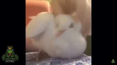 Upbeat electronic tune. Found in a meme comp. (I’ve definitely heard it before, but a long time ago. Maybe from club penguin or something?