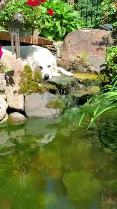 I want to be a golden retriever when I grow up