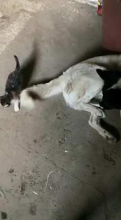 Don't know if this belongs here but I hope you guys enjoy it