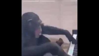 Hans Chimper playing the ChimpPiano