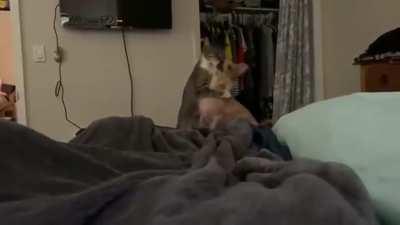 I think the cat did a nice job shutting up the dog with love. Could’ve been worse.