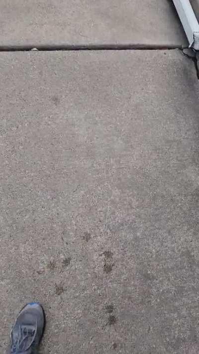 My maple syrup tap bucket netted me more than I expected.