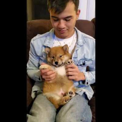 Dancing shiba. So fluffyyyyyyy!!