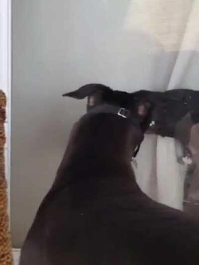 Truly a derpy speedy boy