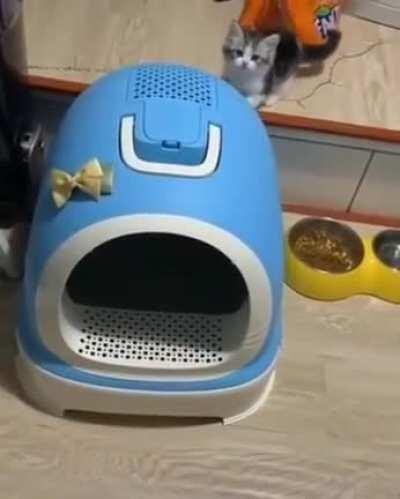 This kitten must be a genius