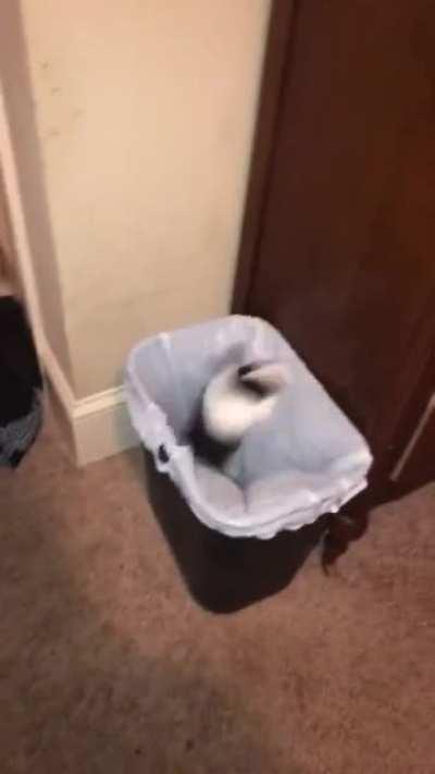 she won’t stop jumping in the trash can!!