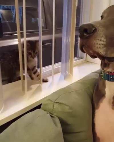 This kitten don't mess around