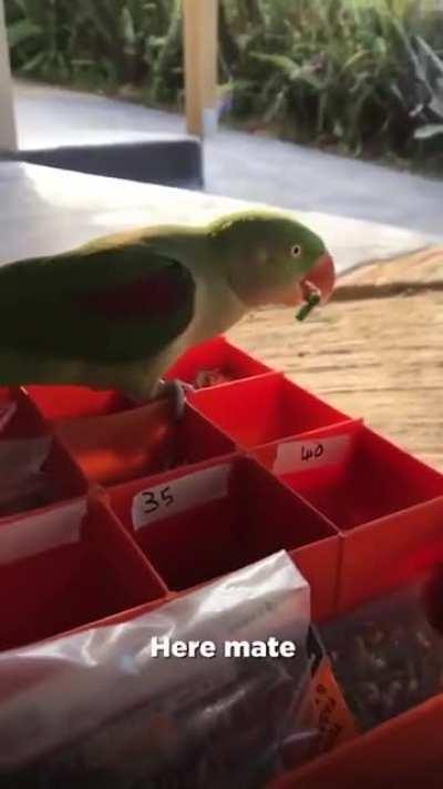 The Worst Apprentice