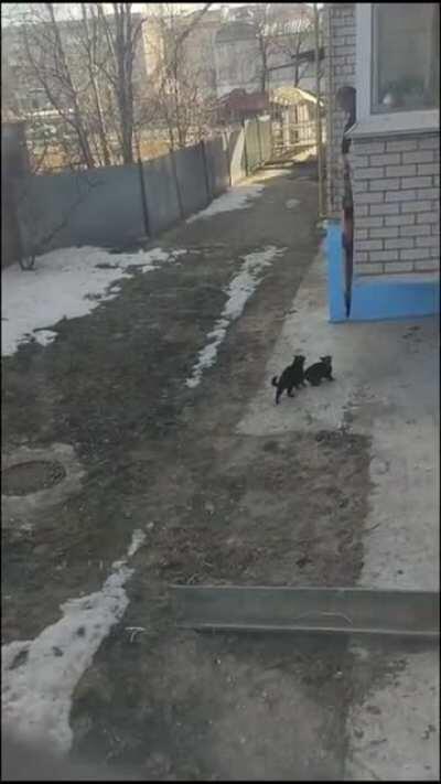 Russian cats evolved differently