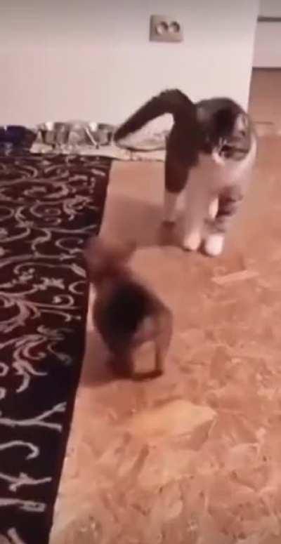 eViL WiTcH cAt UsE dArK mAgIc On InNoCeNt PuP