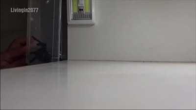 Kakyoin's Not Fond of Spiders