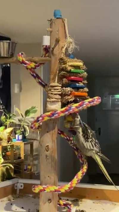 Groot started singing the dipidipdoo song after watching the videos of another tiel singing it on here…it’s his new fave song to sing