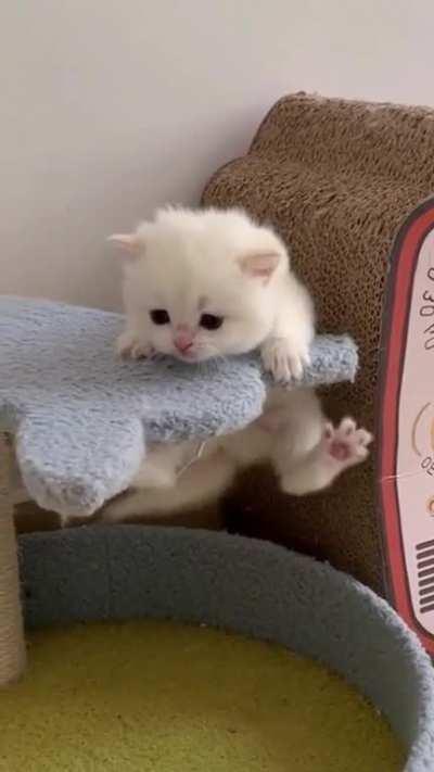 Hooman why are you laughing